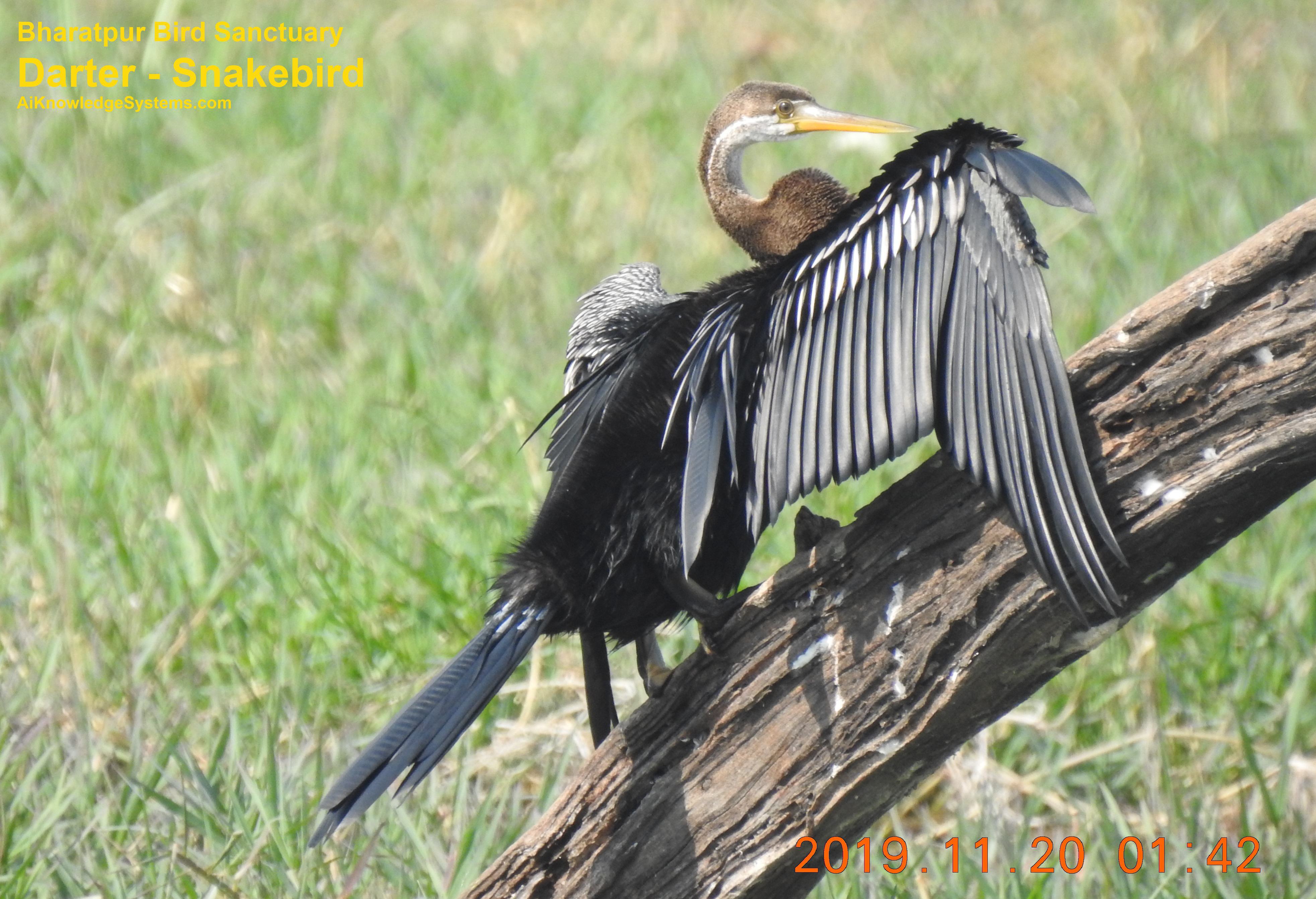 Darter - Snakebird (17) Coming Soon